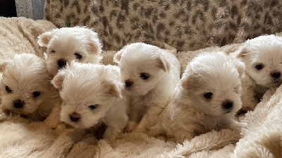 CHIOT 4