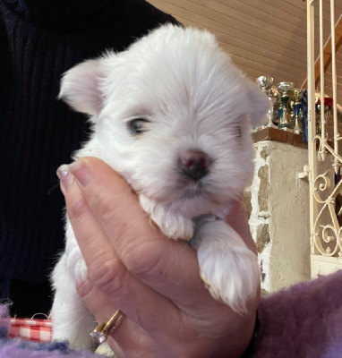 CHIOT 2