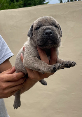 CHIOT 2 FROMENT