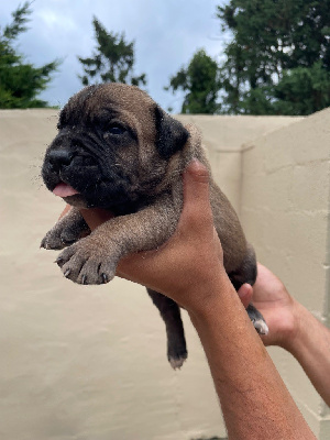 CHIOT 8 fauve masque noir