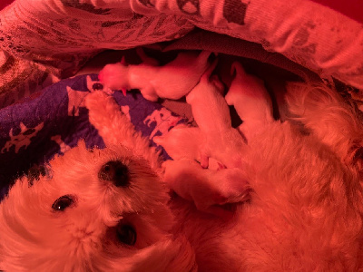 CHIOT 6