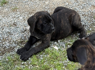 CHIOT 8 noir bringé 