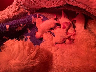 CHIOT 3