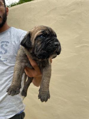 CHIOT 4 fauve masque noir