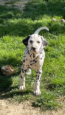 CHIOT 2 noir