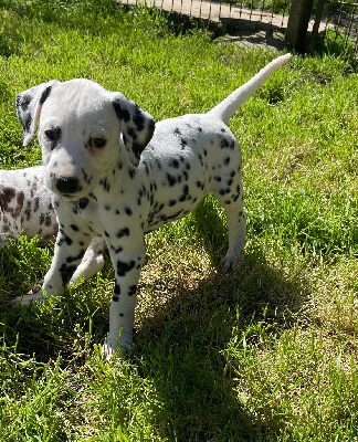 CHIOT 10 noire 