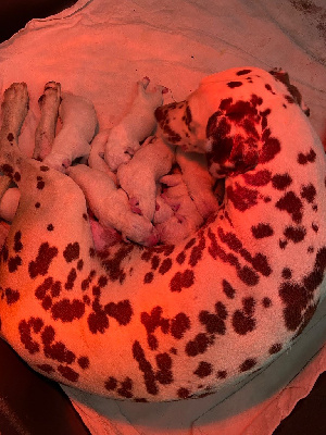 CHIOT 6