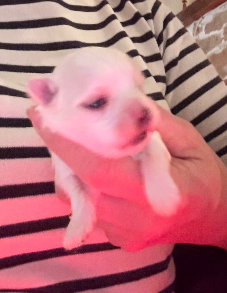 Valma's Signature - Bichon maltais - Portée née le 15/11/2025