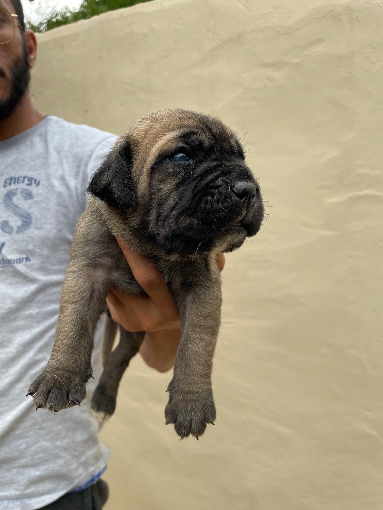 Valma's Signature - Chiots disponibles - Cane Corso