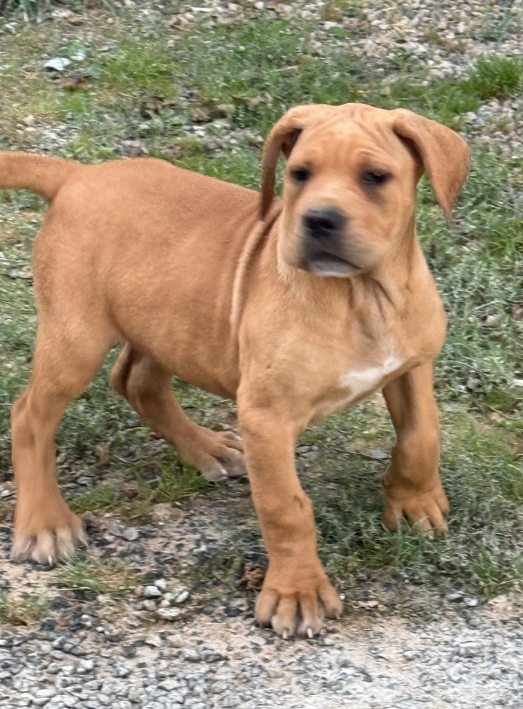 Valma's Signature - Chiots disponibles - Cane Corso