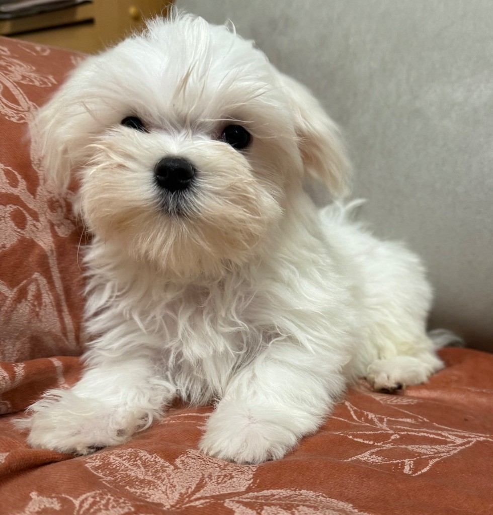 Valma's Signature - Chiots disponibles - Bichon maltais