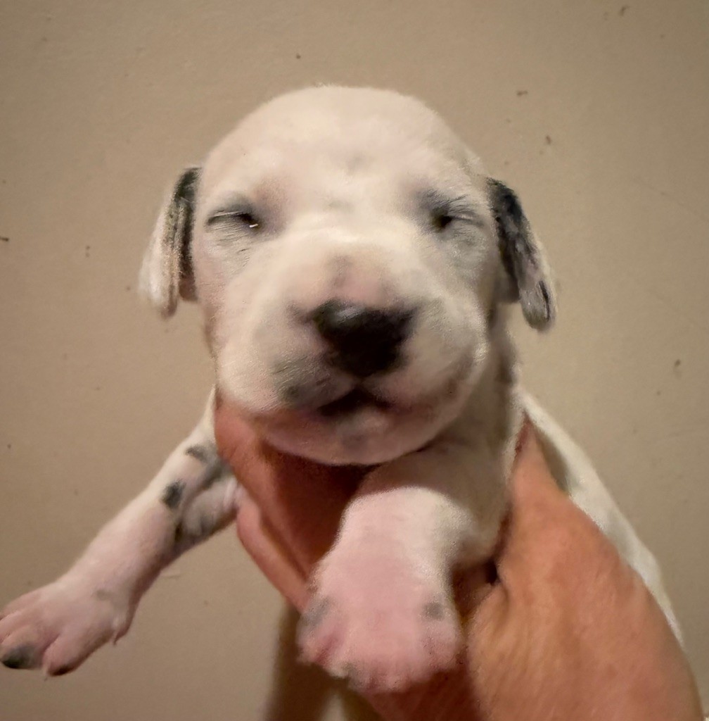 Valma's Signature - Chiots disponibles - Dalmatien