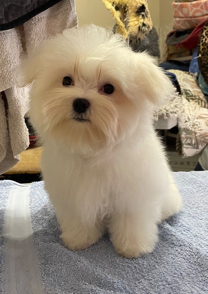 Valma's Signature - Chiots disponibles - Bichon maltais
