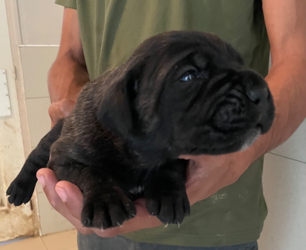 Valma's Signature - Chiots disponibles - Cane Corso