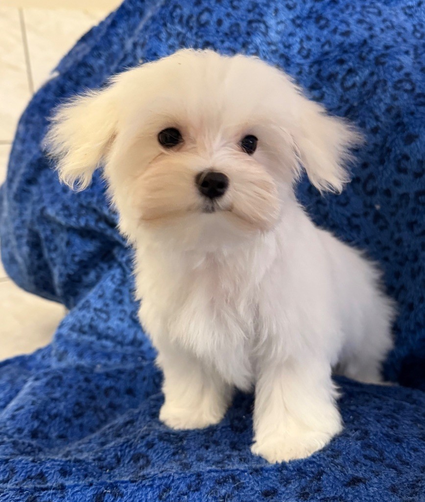 Valma's Signature - Chiots disponibles - Bichon maltais