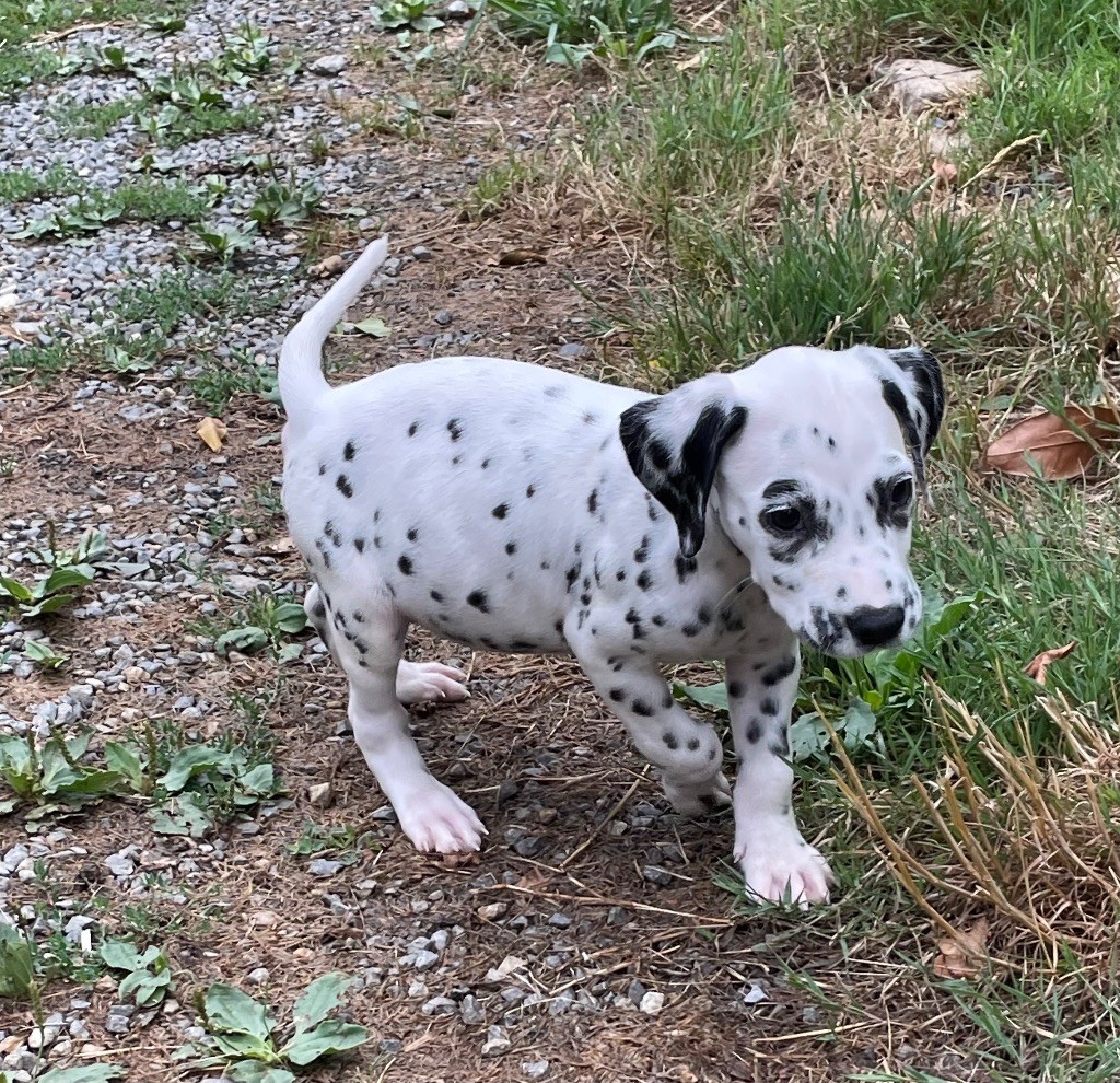 Valma's Signature - Chiots disponibles - Dalmatien