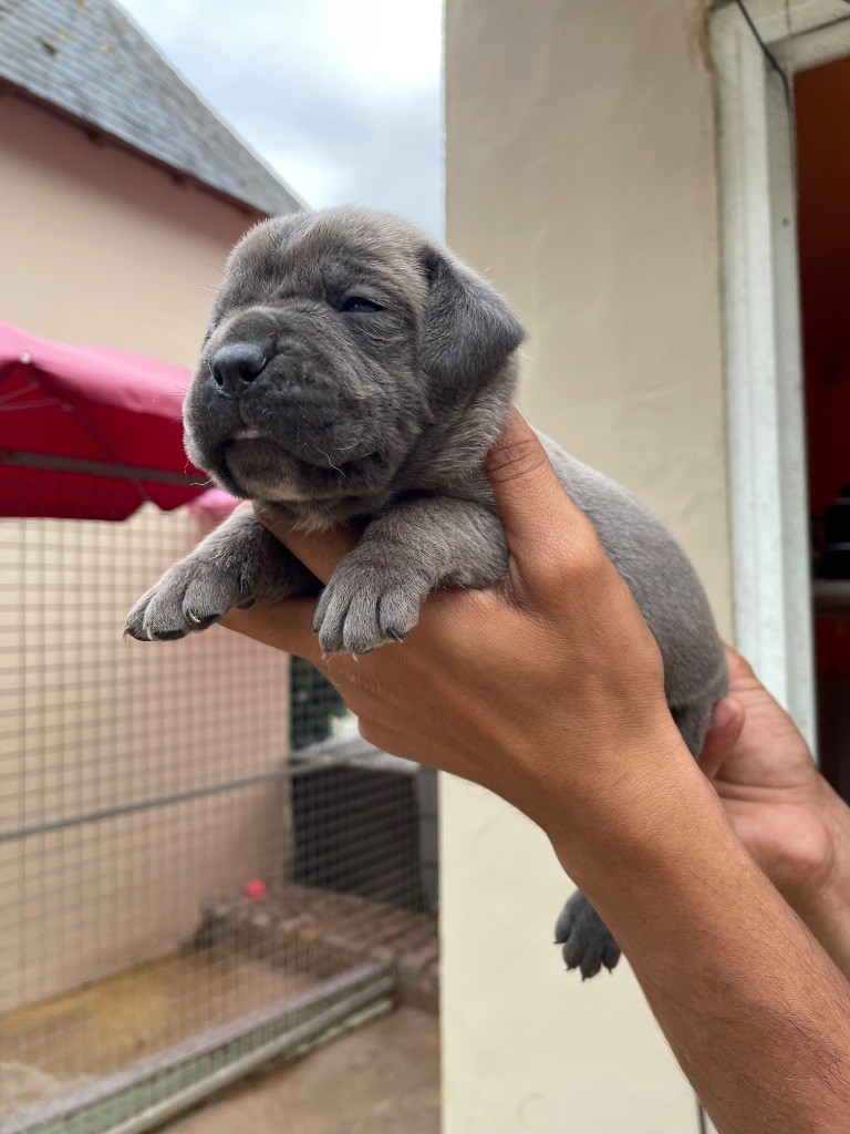Valma's Signature - Chiots disponibles - Cane Corso