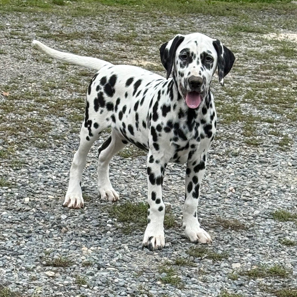 Valma's Signature - Chiots disponibles - Dalmatien