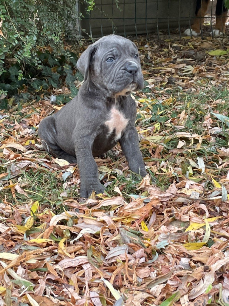 Chiot Cane Corso Valma's Signature
