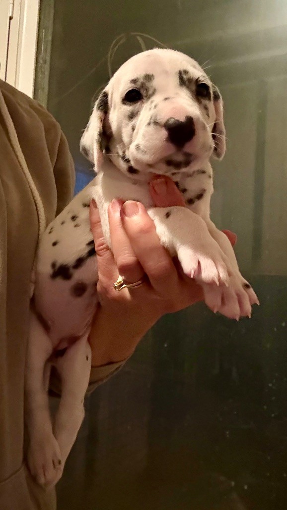 Valma's Signature - Chiots disponibles - Dalmatien