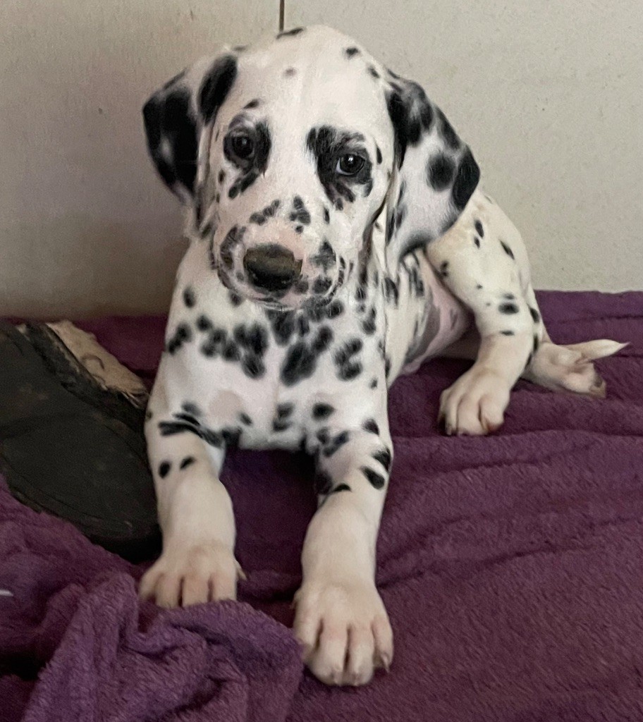 Valma's Signature - Chiots disponibles - Dalmatien