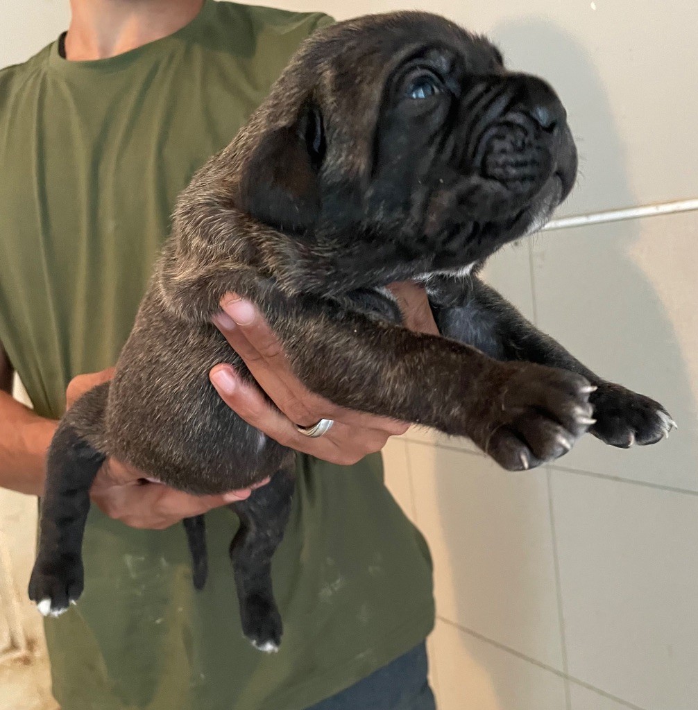 Valma's Signature - Chiots disponibles - Cane Corso