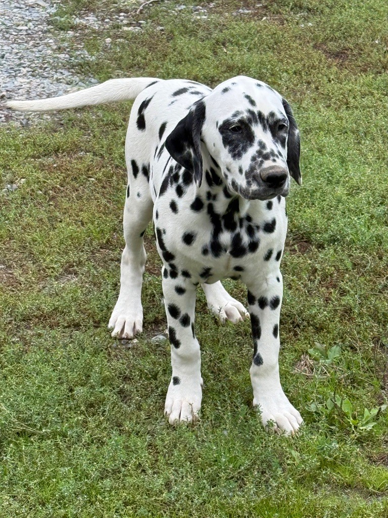 Valma's Signature - Chiots disponibles - Dalmatien