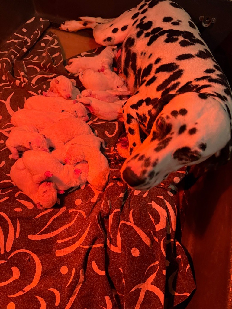 Valma's Signature - Chiots disponibles - Dalmatien