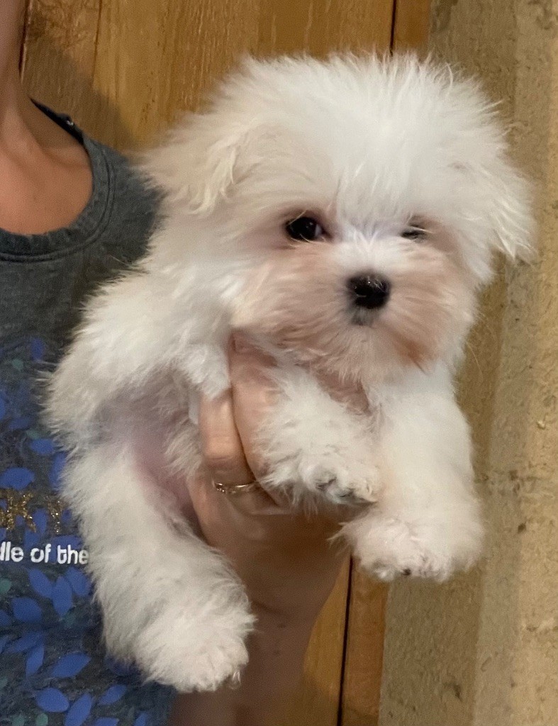 Valma's Signature - Chiots disponibles - Bichon maltais