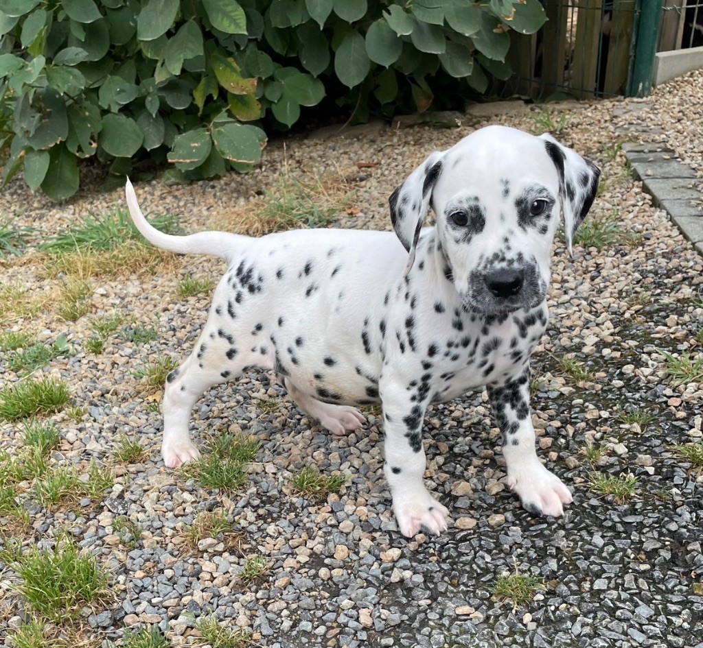 Valma's Signature - Chiots disponibles - Dalmatien