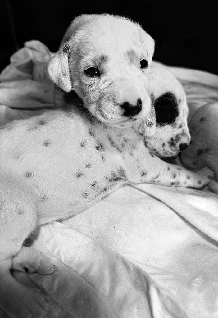 Valma's Signature - Chiots disponibles - Dalmatien