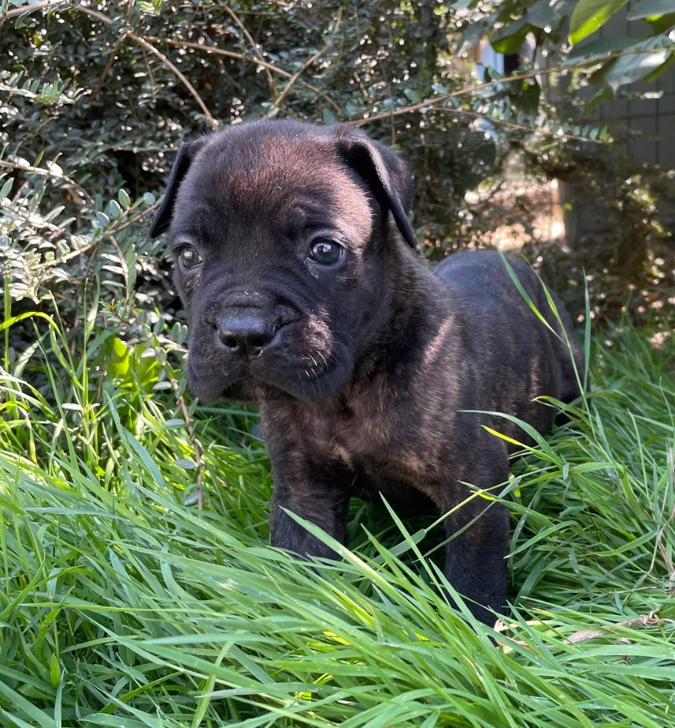Valma's Signature - Chiots disponibles - Cane Corso