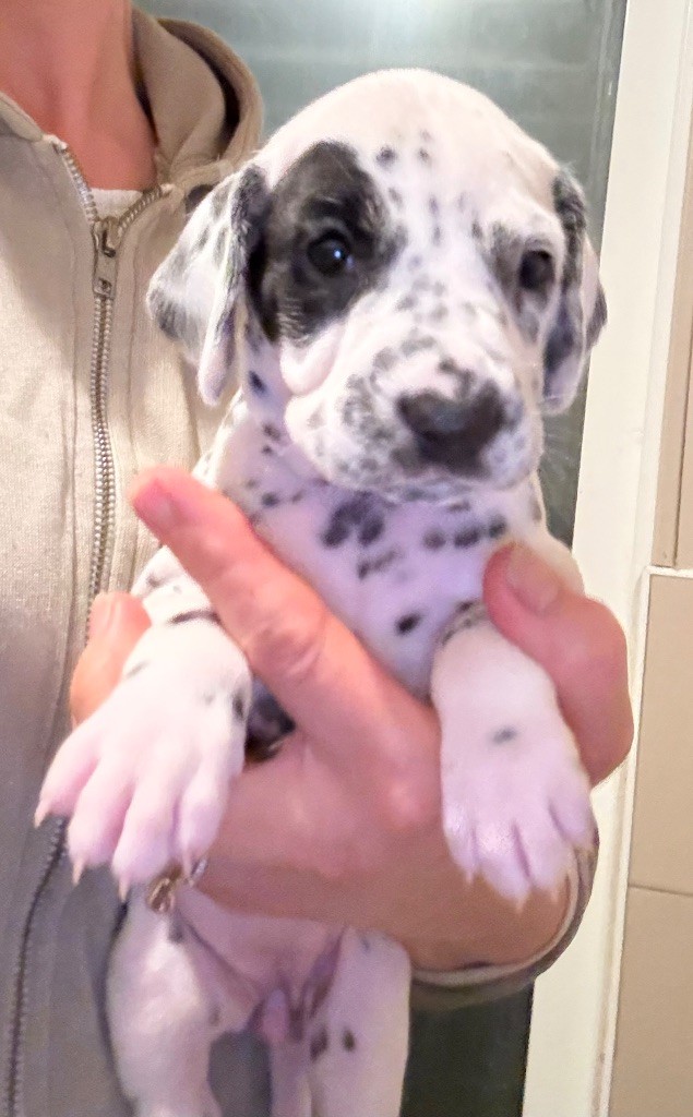 Valma's Signature - Chiots disponibles - Dalmatien