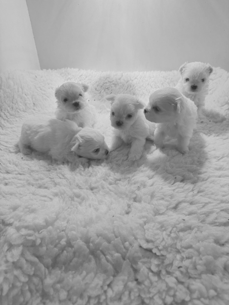 Valma's Signature - Chiots disponibles - Bichon maltais