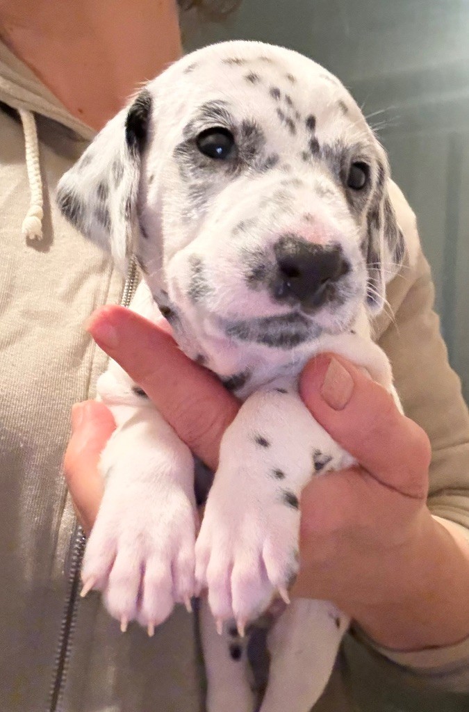 Valma's Signature - Chiots disponibles - Dalmatien