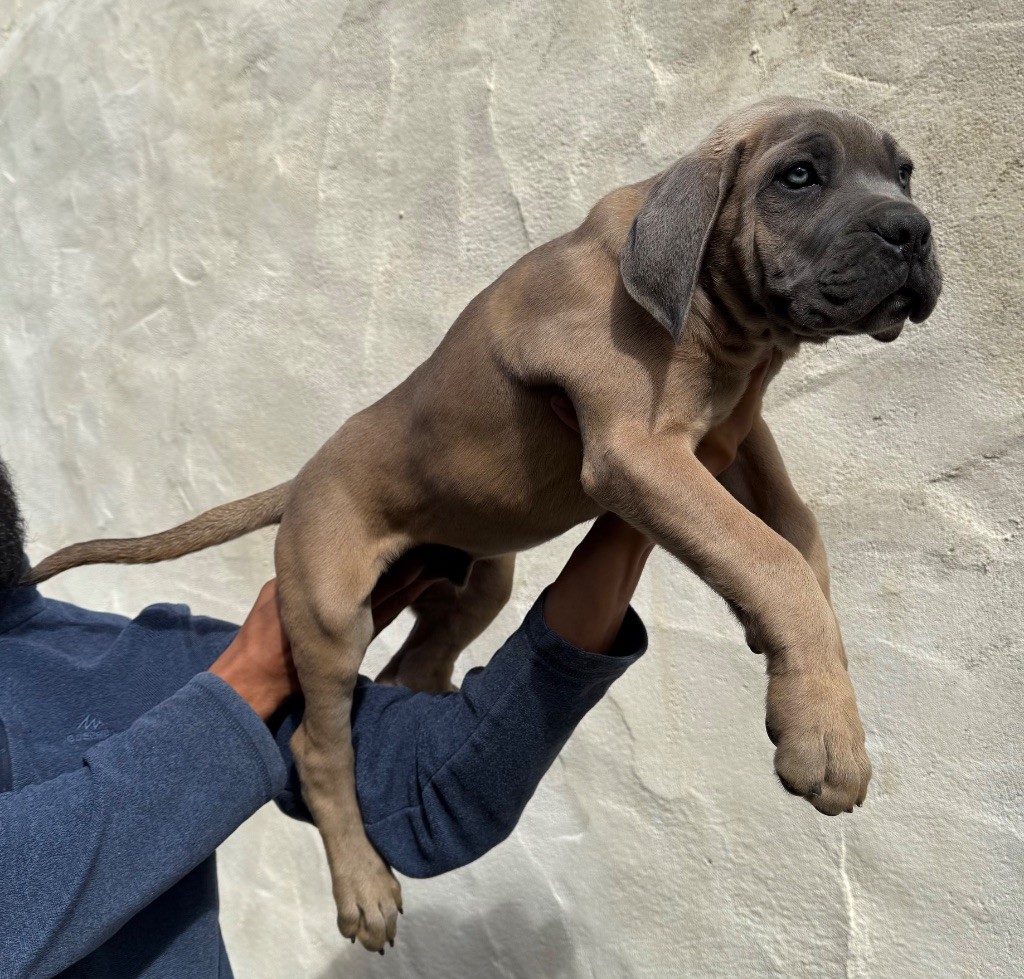 Valma's Signature - Chiots disponibles - Cane Corso
