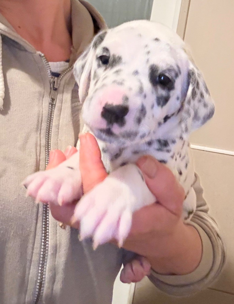 Valma's Signature - Chiots disponibles - Dalmatien