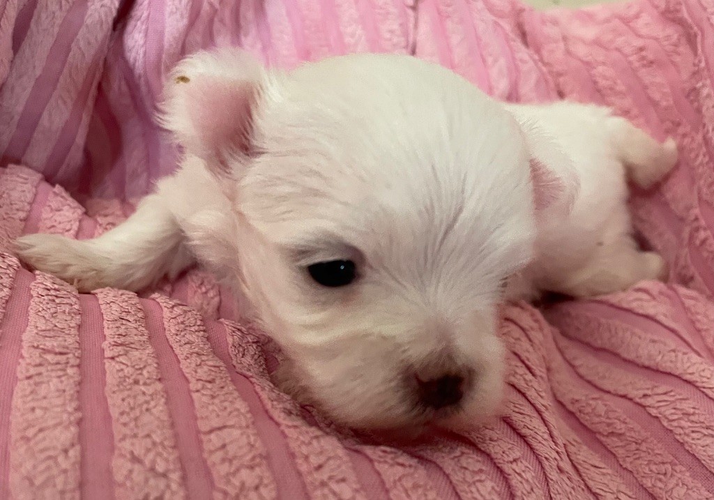 Valma's Signature - Chiots disponibles - Bichon maltais