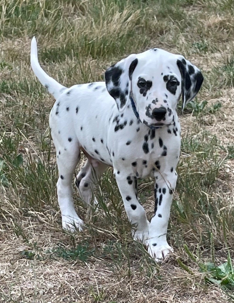 Valma's Signature - Chiots disponibles - Dalmatien