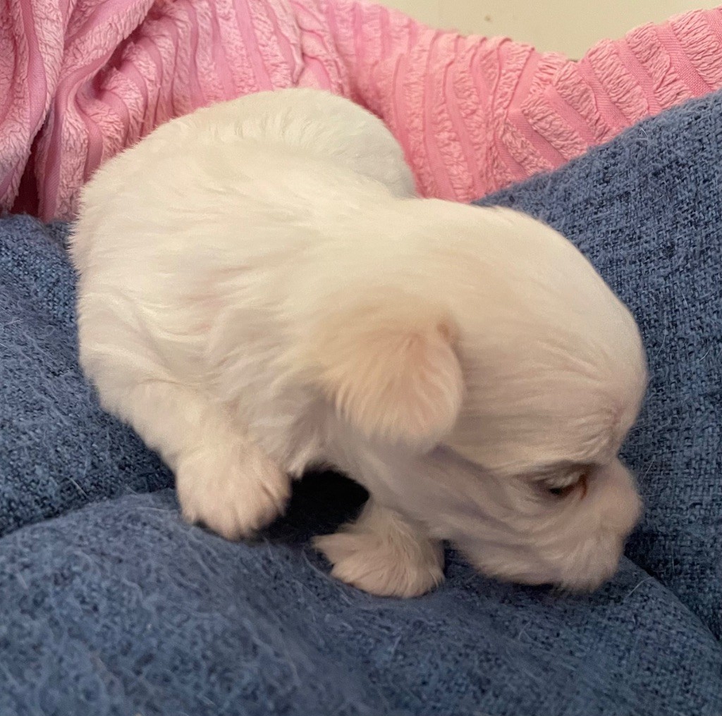 Valma's Signature - Chiots disponibles - Bichon maltais