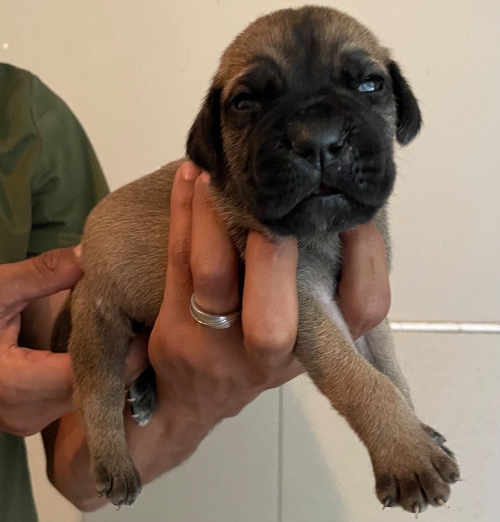 Valma's Signature - Chiots disponibles - Cane Corso