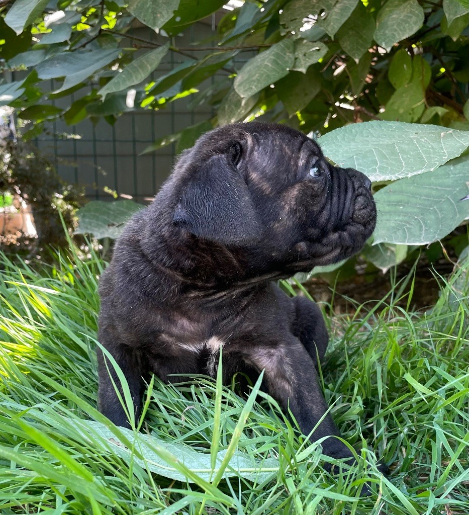 Valma's Signature - Chiots disponibles - Cane Corso
